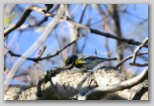 Yellow rumped warbler