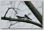 Tree swallows