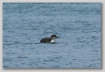 Common loon