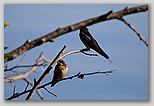 Barn swallows