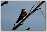 Northern rough-winged swallow