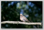 Mourning dove