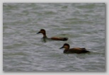 Gadwall