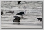 Great Black-backed Gull