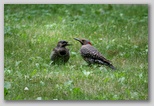 Northern Flickers