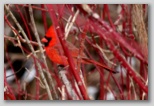 Northern Cardinal