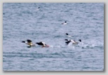 Common Merganser