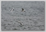 Bonaparte's Gulls