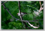 Chipping sparrow