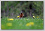 American Robin