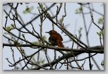 Brown thrasher