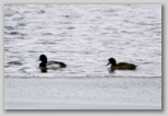 Greater Scaup