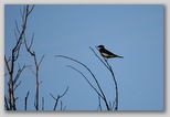 Eastern kingbird