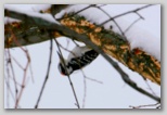 Hairy Woodpecker