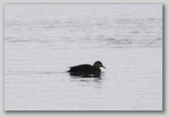 American Black Duck