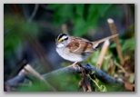 White-throated Sparrow