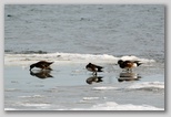 American Wigeons