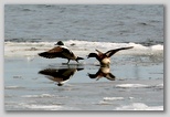 American Wigeons