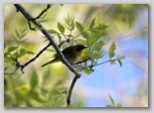 Common yellowthroat warbler