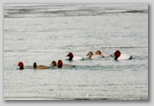 Redheads with Canvasbacks