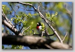 Rose-breasted Grossbeak