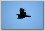 American crow