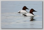 Canvasbacks