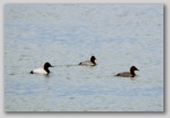 Canvasbacks