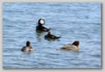 Hooded Merganser