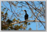 Double Crested Cormorant