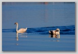 Mute Swan