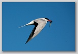 Common Tern