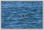 Horned Grebe