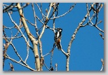 Hairy Woodpecker