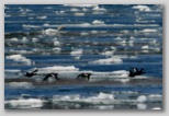 White-winged Scoter