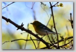 Yellow-throated Vireo