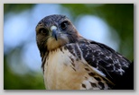 Red-tailed Hawk (immature)