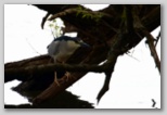 Black-crowned night heron