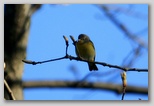 Nashville warbler