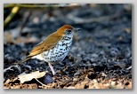 Wood thrush