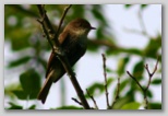 Eastern Phoebe, dark morph