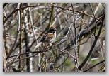 Savannah sparrow