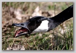 Canada goose close-up