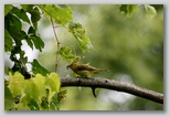 Scarlet tanager (female)