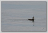 Pied-billed Grebe