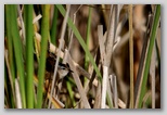 Marsh Wren