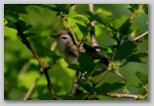 Warbling vireo