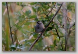 Swamp Sparrow