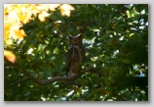 Great Horned Owl