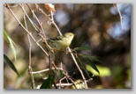 Pine Warbler